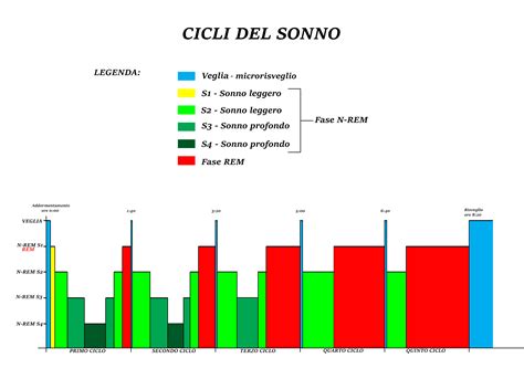 Diagramma che illustra le fasi del sonno e le loro funzioni cerebrali