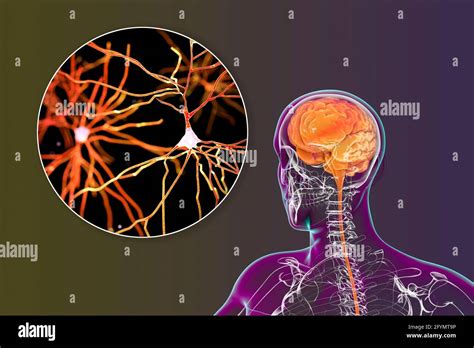 Illustrazione schematica dei neuroni specchio nel cervello