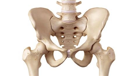 Anatomia del bacino umano