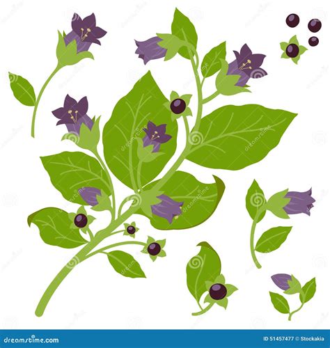 Illustrazione scientifica della pianta di Belladonna