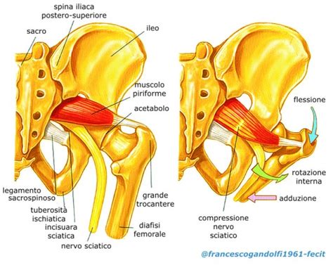 Schema anatomico del muscolo piriforme e del nervo sciatico
