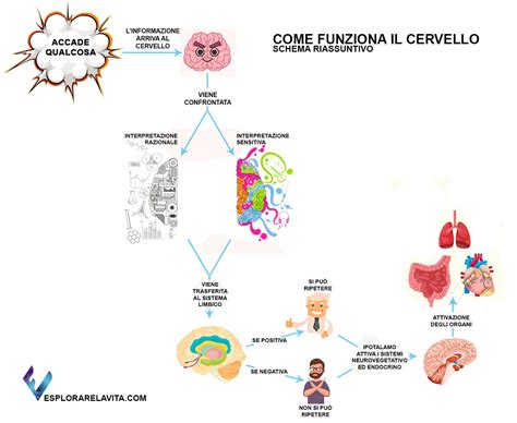 Schema di funzionamento dell'atomoxetina nel cervello