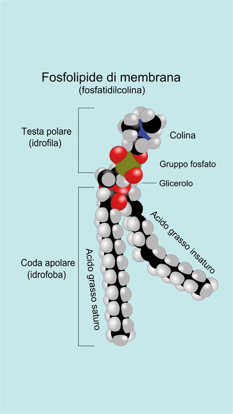 Schema molecolare dei Withanolidi