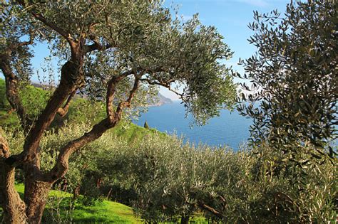 Paesaggio pugliese con ulivi e mare