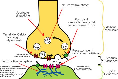 Rappresentazione schematica della sinapsi neuronale con evidenziato il trasportatore della serotonina (SERT)