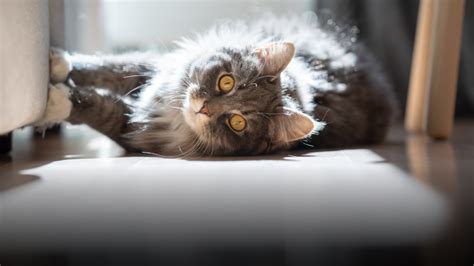 gatto che mostra comportamenti insoliti