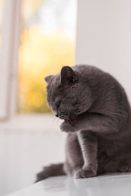 gatto che si lecca eccessivamente la zampa