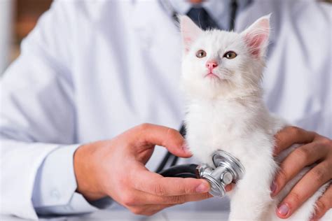 medico veterinario che visita un gatto