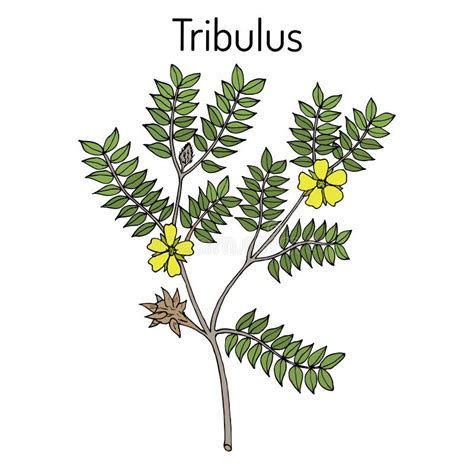 Illustrazione botanica del Tribulus terrestris