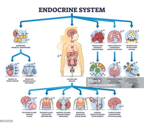 Diagramma semplificato del sistema endocrino maschile