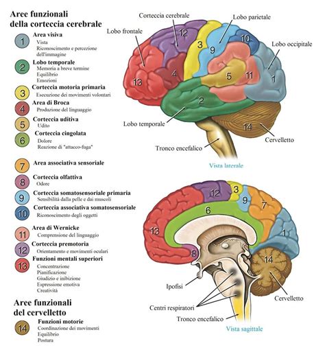 Cervello umano con aree evidenziate relative all'ansia e alla depressione