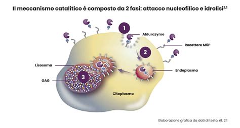 Schema del meccanismo d'azione degli SNRI