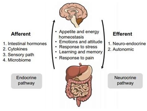 Diagramma dell'asse cervello-intestino con frecce che indicano la comunicazione bidirezionale tra cervello e intestino