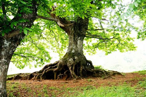 albero secolare con radici profonde
