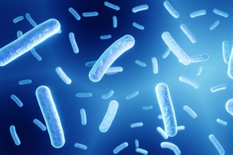 Illustrazione di lattobacilli che contrastano batteri patogeni
