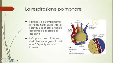Diagramma della respirazione polmonare