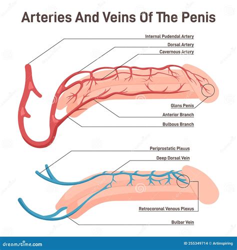 Diagramma dei vasi sanguigni del pene e dell'impatto del diabete