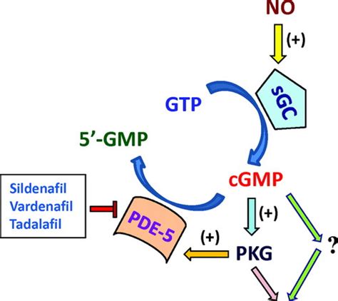 Schema del meccanismo d'azione degli inibitori della PDE5