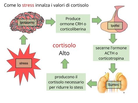 Grafico che illustra l'aumento di adrenalina e cortisolo durante una risposta di stress