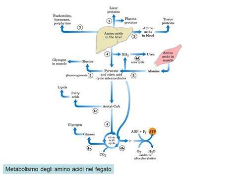 Diagramma che illustra il metabolismo del metadone nel fegato