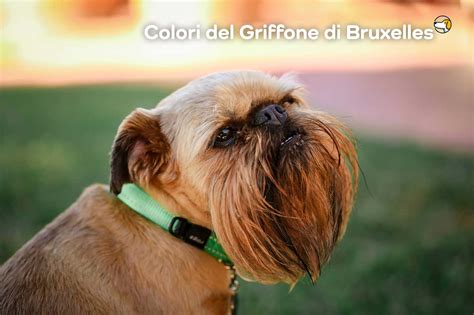 Un Griffone di Bruxelles, razza del cane Verdell