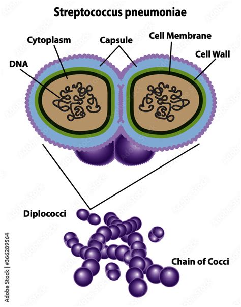 Diagramma che illustra la struttura di Streptococcus pneumoniae, evidenziando la capsula polisaccaridica.