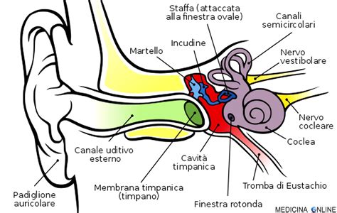 Schema anatomico dell'orecchio, con focus sull'orecchio medio e la tromba di Eustachio, dove si sviluppa l'otite.